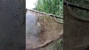 Лучший способ ловли раков!!! Волокуша, сделать своими руками. Испытание!!