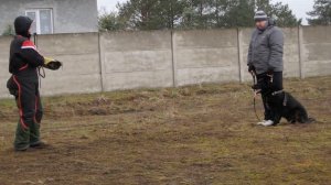 Черная немецкая овчарка Вольф 13 мес.Пинск.