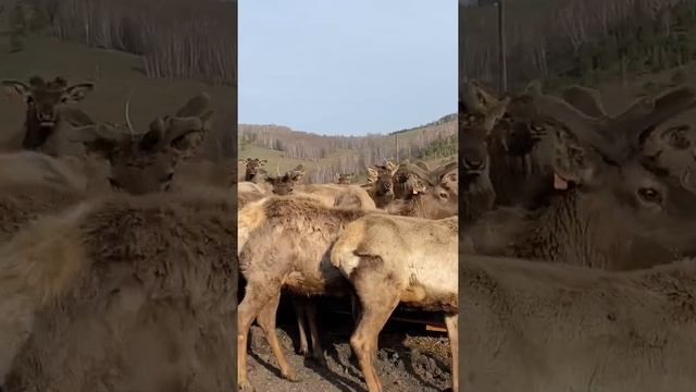 Маралы - Алтай смотреть онлайн