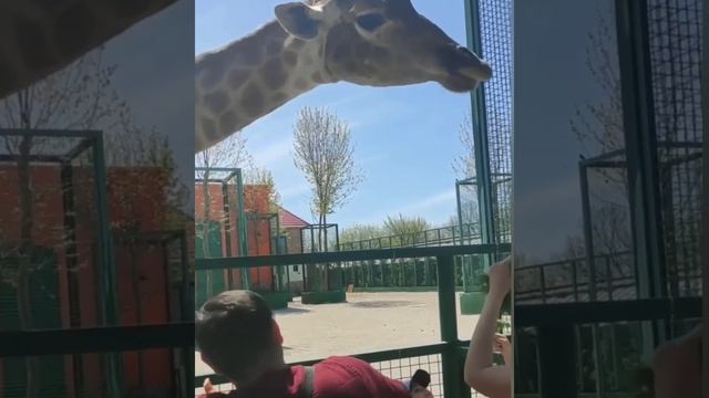 ТАЙГАН! ЖЕСТОКАЯ МАТЬ и МУЧИТЕЛЬ! ДРАЗНИЛА ПОЛУЧИЛА УРОК! смотреть онлайн