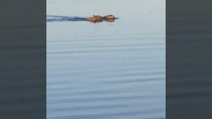 Ондатра ворует утку ??