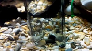 Hagen Marina Multi пылесос для аквариума на батарейках ч.1