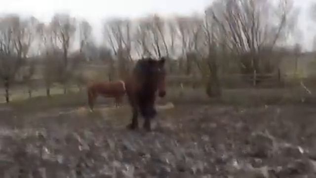 Лошади в леваде и ЭКСКЛЮЗИВНЫЕ КАДРЫ сделаные НОЧЬЮ смотреть онлайн