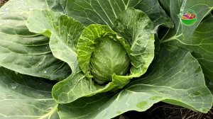 Всего несколько капель и на капусте не останется вредителей! Подкормка и защита капусты!