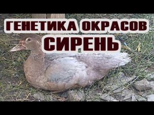 СИРЕНЬ, окрас мускусных уток.  Генетика окрасов мускусной утки часть 5