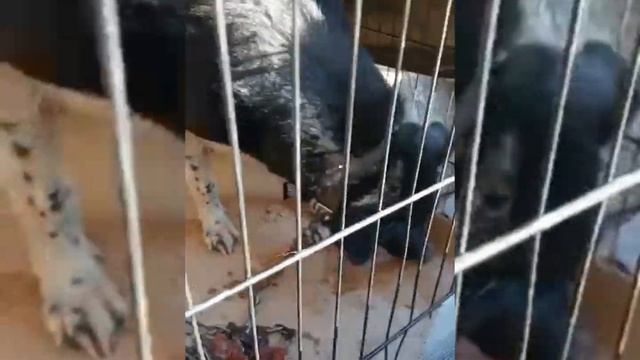 Хан готов ехать на новую передержку смотреть онлайн