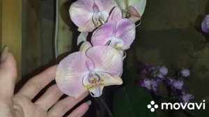 Новая орхидея ??Моя любовь!Как отмеряю препарат Масай-без весов!