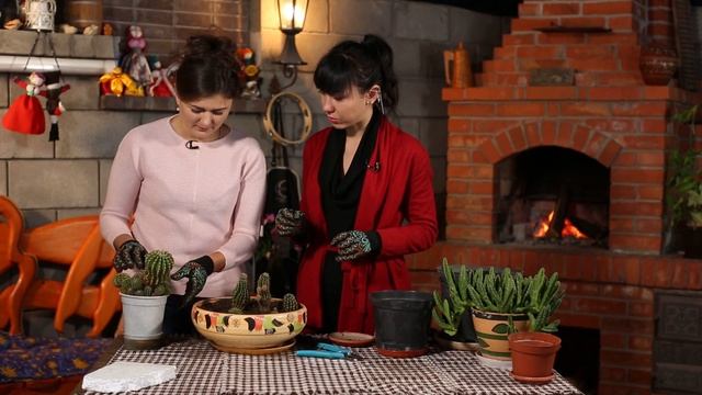 КАК СПАСТИ КОМНАТНЫЕ РАСТЕНИЯ ОТ КОТА? смотреть онлайн