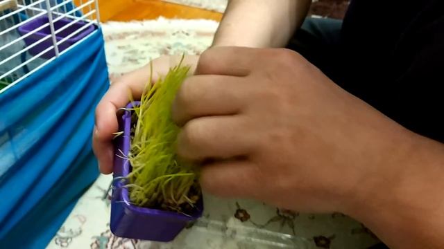 Немного о волнистых попугаях. Начинаю подготовку к размножению птиц. смотреть онлайн