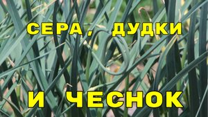 перепробовали всё, но чеснок все желтеет? натуральное удобрение, о котором знают единицы!