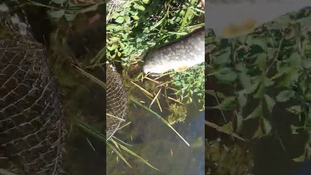 Первая щючька. Рыбалка ставропольский край. сингилеевское водохранилище смотреть онлайн