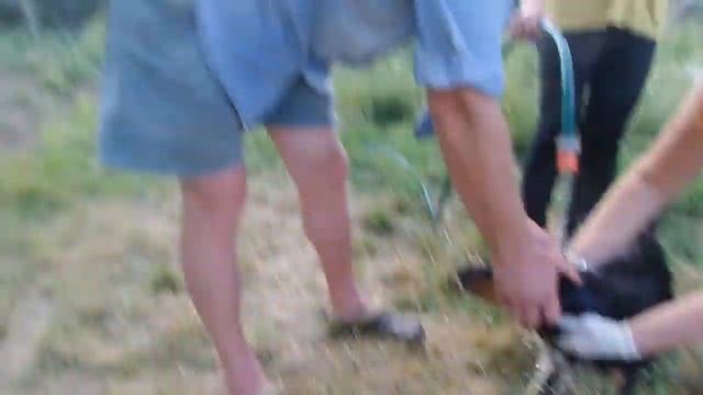 20190713 Моем купаем собаку шампунем от блох клещей bathe the dog with a shampoo for fleas, ticks смотреть онлайн