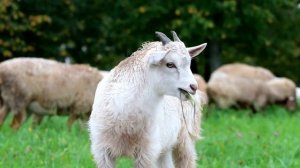 ДОМАШНИЕ животные для детей  ЗВУКИ животных Учим СЛОВА  Развивающие мультики для малышей