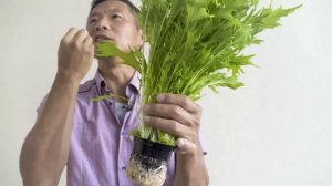 Японская капуста "Мизуна" (Мицуна) - невероятно сочное и красивое растение