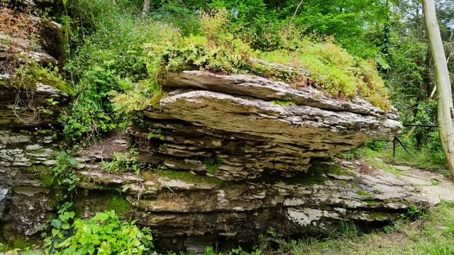 Тисо самшитовая роща.Фото. смотреть онлайн