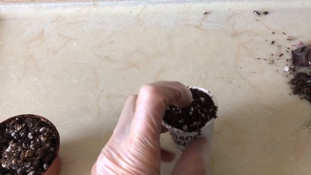 ФИАЛКИ. Реанимация погибающих фиалок. Rehab dying African Violets. смотреть онлайн