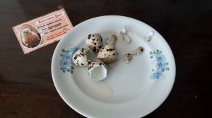 Перепелиные яйца на завтрак/быстрый рецепт от Хитрук Елены