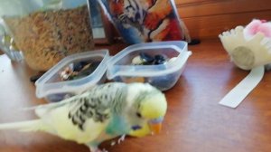 Рукодельный попугай