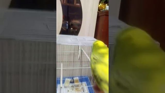 Как научить попугая команде клетка!! смотреть онлайн