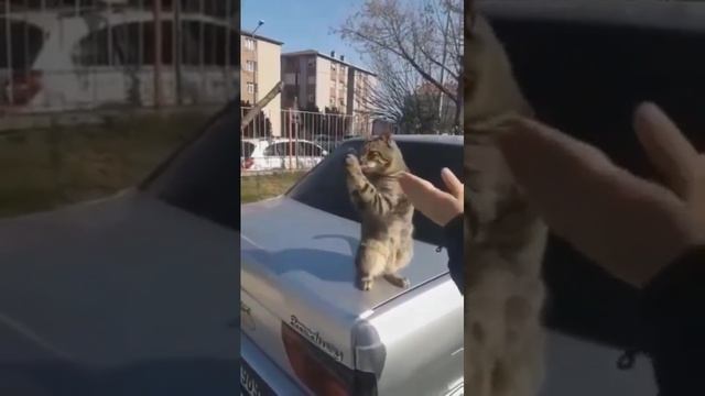 Аплодисменты