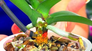 Что стало с моими орхидеями с тех пор, как я публиковала их в своих прошлых видео?