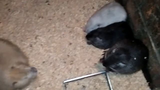 #разведение_нутрий 4 часть смотреть онлайн