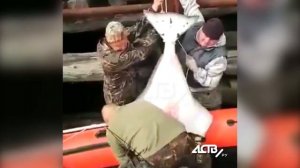 На Сахалине выловили громадного палтуса