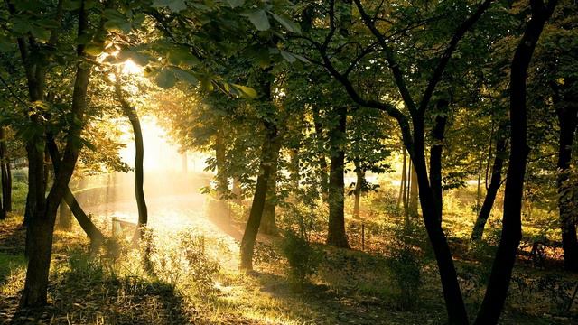 Незабываемые звуки леса / погрузись в волшебный мир Природы / асмр/asmr