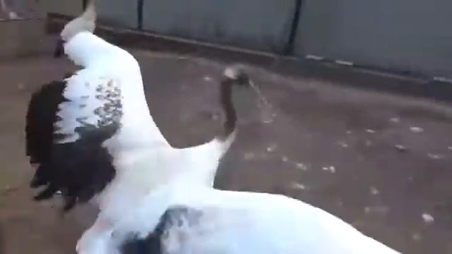 В Муравьевский парк привезли новую самку японского журавля смотреть онлайн