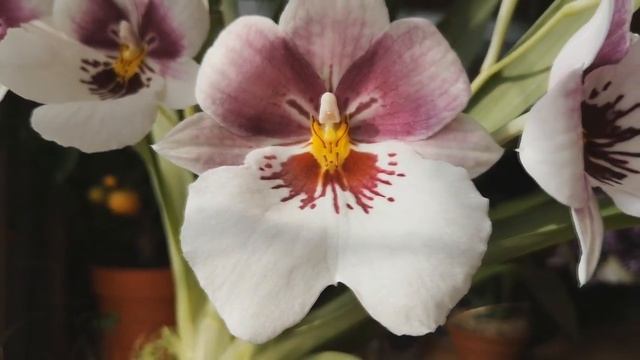 Домашнее цветение орхидеи Мильтониопсис / Miltoniopsis.