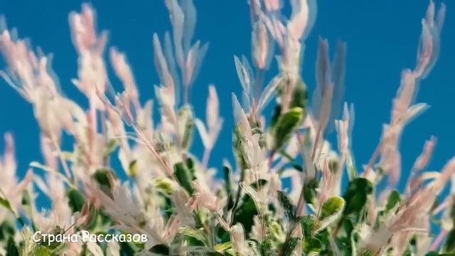 Золовка вернулась из-за границы и поселилась у нас...