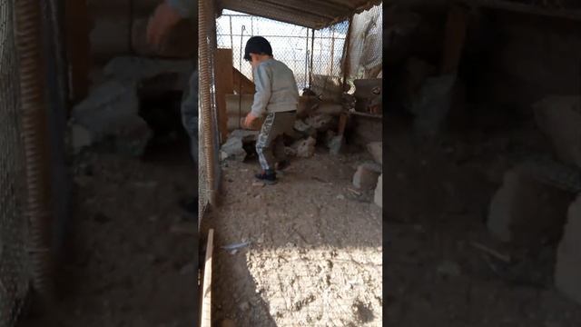 Собираю яйцо горного куропатки смотреть онлайн