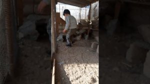 Собираю яйцо горного куропатки