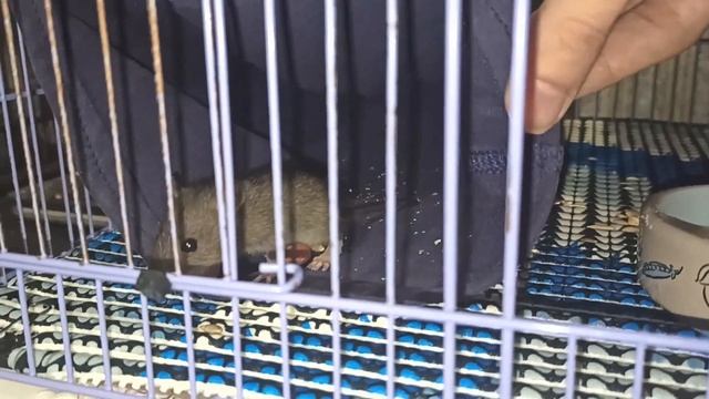 Пасючок Дюшес переехал в новую клетку! ? Бегаем и балуемся. ? (Wild Rats | Дикие Крысы) ? смотреть онлайн