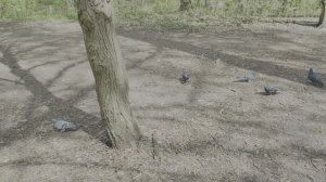 Белка в парке Новознаменка