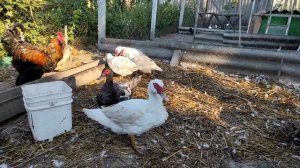 УТКИ ЗАВАЛИЛИ ЯЙЦАМИ! ОЧЕНЬ МНОГО ЯИЦ. УТКИ НЕСУТСЯ ЛУЧШЕ ЧЕМ КУРЫ.. ЯЙЦЕНОСКОСТЬ МУСКУСНЫХ УТОК