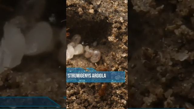 родственники муравьев-листорезов которые живут у нас под ногами ?! #муравьинаяферма #муравьи #обзор смотреть онлайн