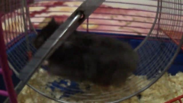 хомячок черный малыш смотреть онлайн