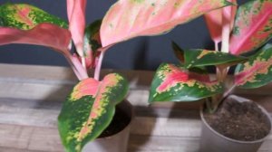 Аглаонема Оранж Стар - простое и некапризное растение с чудесной красочной листвой