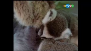 Забавные животные - Уход за детьми - Как животные ухаживают за детёнышами