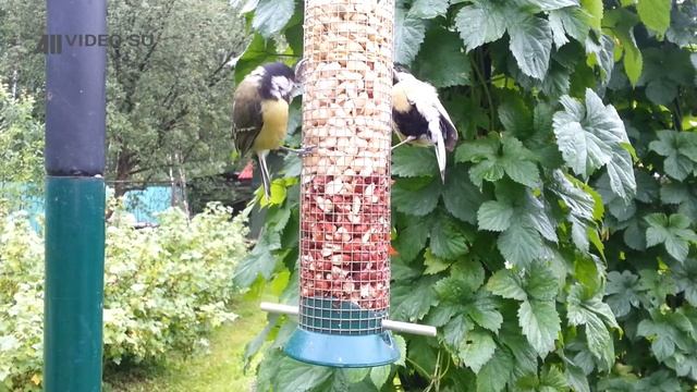 Синицы на кормушке с орехами. Птицы. AllVideo. смотреть онлайн