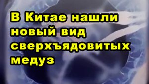 В Китае нашли новый вид сверхъядовитых медуз