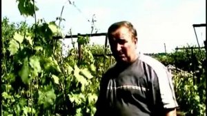Виноград. Двухплоскостная шпалера.