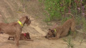 Ирландские терьеры : 4 сезона : "осень втроём"