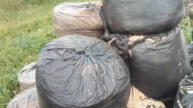 Много змеек живут в мешках с опилками смотреть онлайн