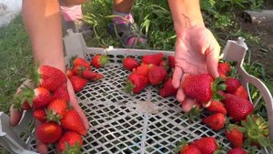 И свою клубничку собираем. Скала, Брилла, Азия и Майя. Краснодарский край.