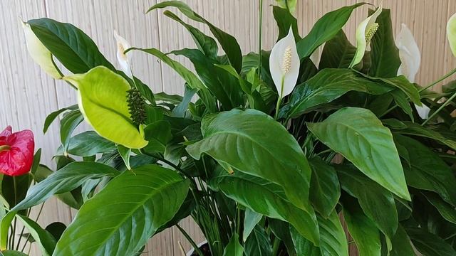 Спатифиллум Любит Покушать, Кормите Правильно смотреть онлайн