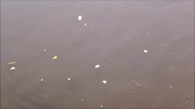 Гатчина, Карпин пруд. смотреть онлайн