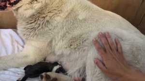 Алабай роды || Появление на свет щенков Алабая