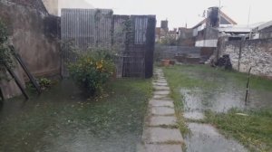 Итальянская пчела и дожди в Аргентине\\ Преимущества и недостатки итальянской породы